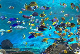COEX Starfield Library and Aquarium